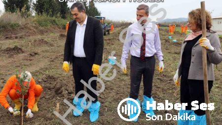 Dalaman Açık Cezaevi’nde Tarımsal Üretim: Sakız Ağacı Projesi