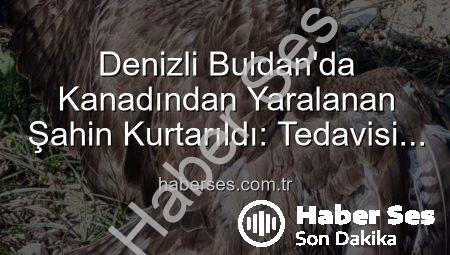 Denizli Buldan’da Kanadından Yaralanan Şahin Kurtarıldı: Tedavisi Başladı