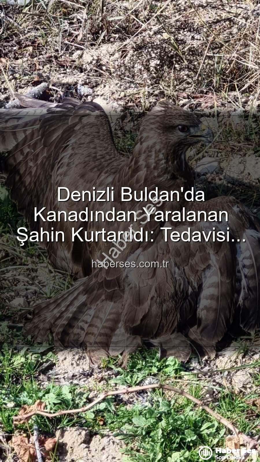 yaralı şahin - Denizli Buldan'da Kanadından Yaralanan Şahin Kurtarıldı: Tedavisi Başladı