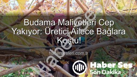 Üreticiyi Zorlayan Budama Maliyeti: Aileler Bağlara Koştu!