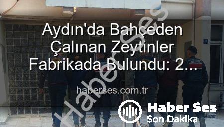 Aydın’da Bahçeden Çalınan Zeytinler Fabrikada Bulundu: 2 Şüpheli Gözaltında