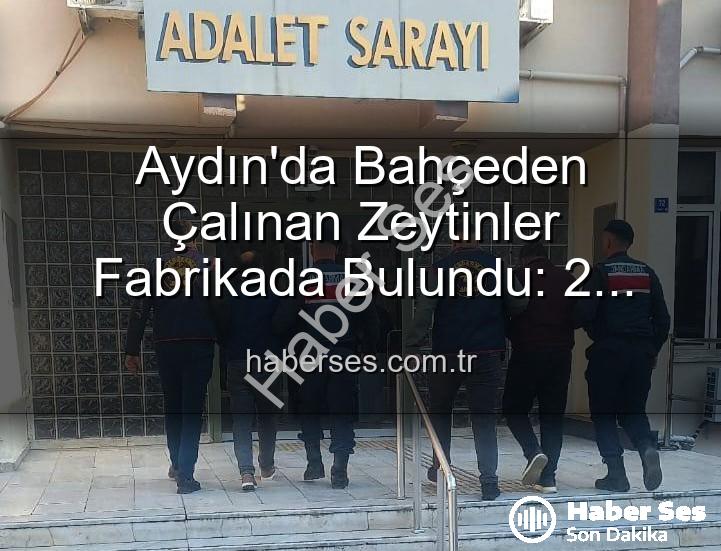 zeytin hırsızlığı - Aydın'da Bahçeden Çalınan Zeytinler Fabrikada Bulundu: 2 Şüpheli Gözaltında