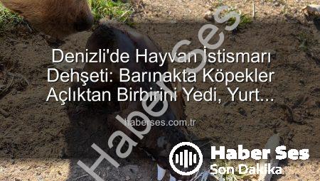 Denizli’de Hayvan İstismarı Dehşeti: Barınakta Köpekler Açlıktan Birbirini Yedi, Yurt Dışından Vurgun İddiası