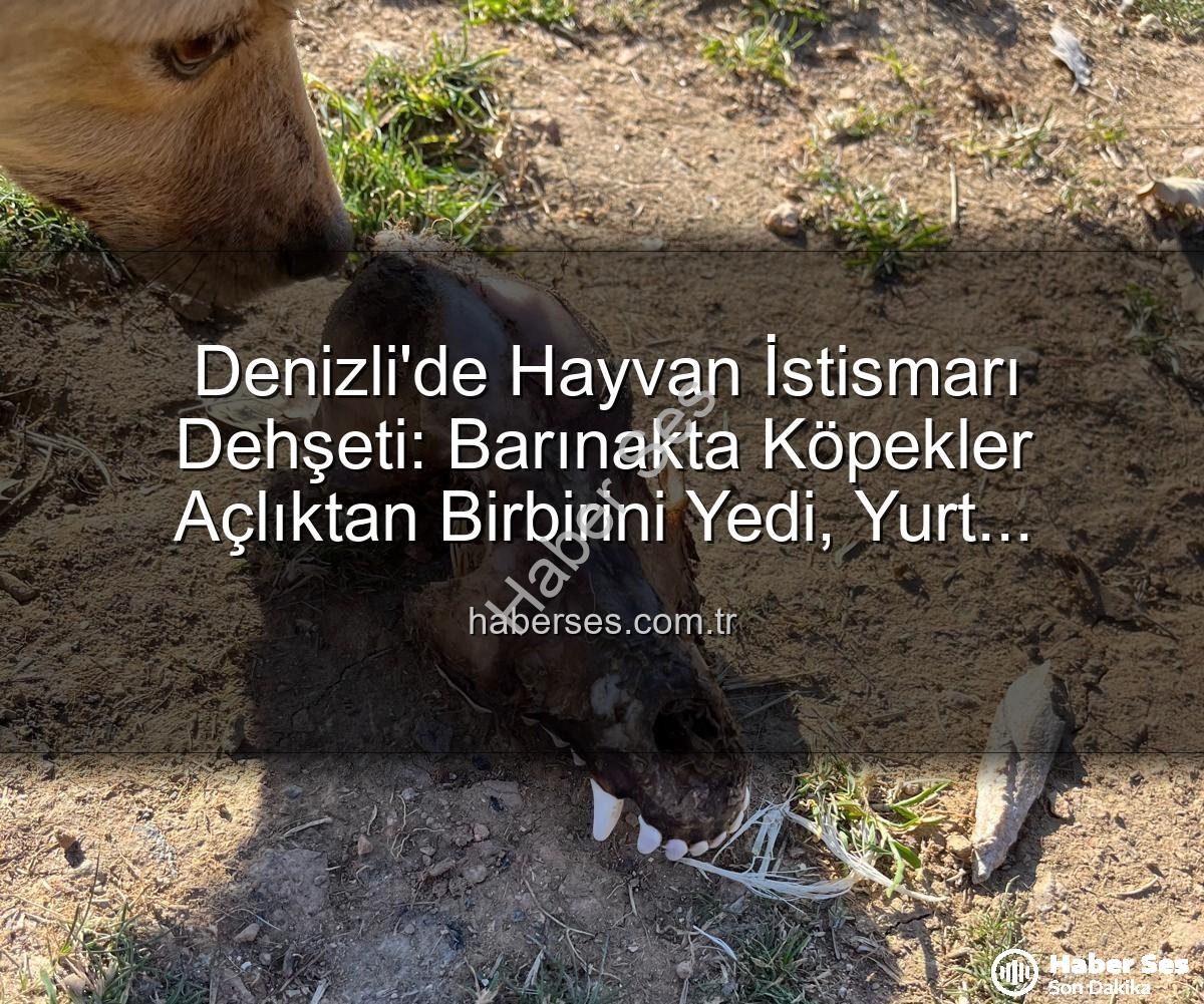 Denizli'de Hayvan İstismarı Dehşeti: Barınakta Köpekler Açlıktan Birbirini Yedi, Yurt Dışından Vurgun İddiası
