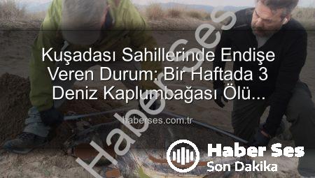 Kuşadası Sahillerinde Endişe Veren Durum: Bir Haftada 3 Deniz Kaplumbağası Ölü Bulundu