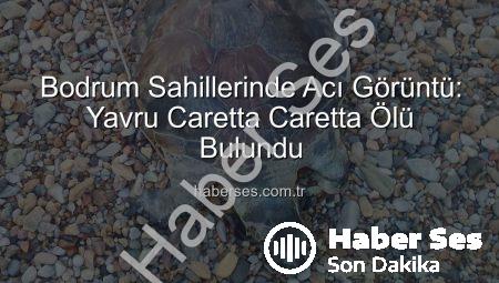 Bodrum Sahillerinde Acı Görüntü: Yavru Caretta Caretta Ölü Bulundu