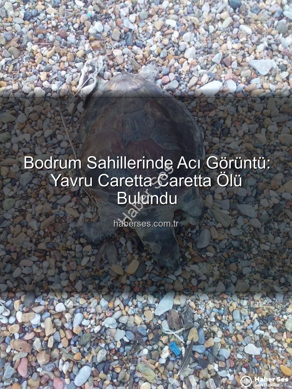 yavru caretta caretta - Bodrum Sahillerinde Acı Görüntü: Yavru Caretta Caretta Ölü Bulundu