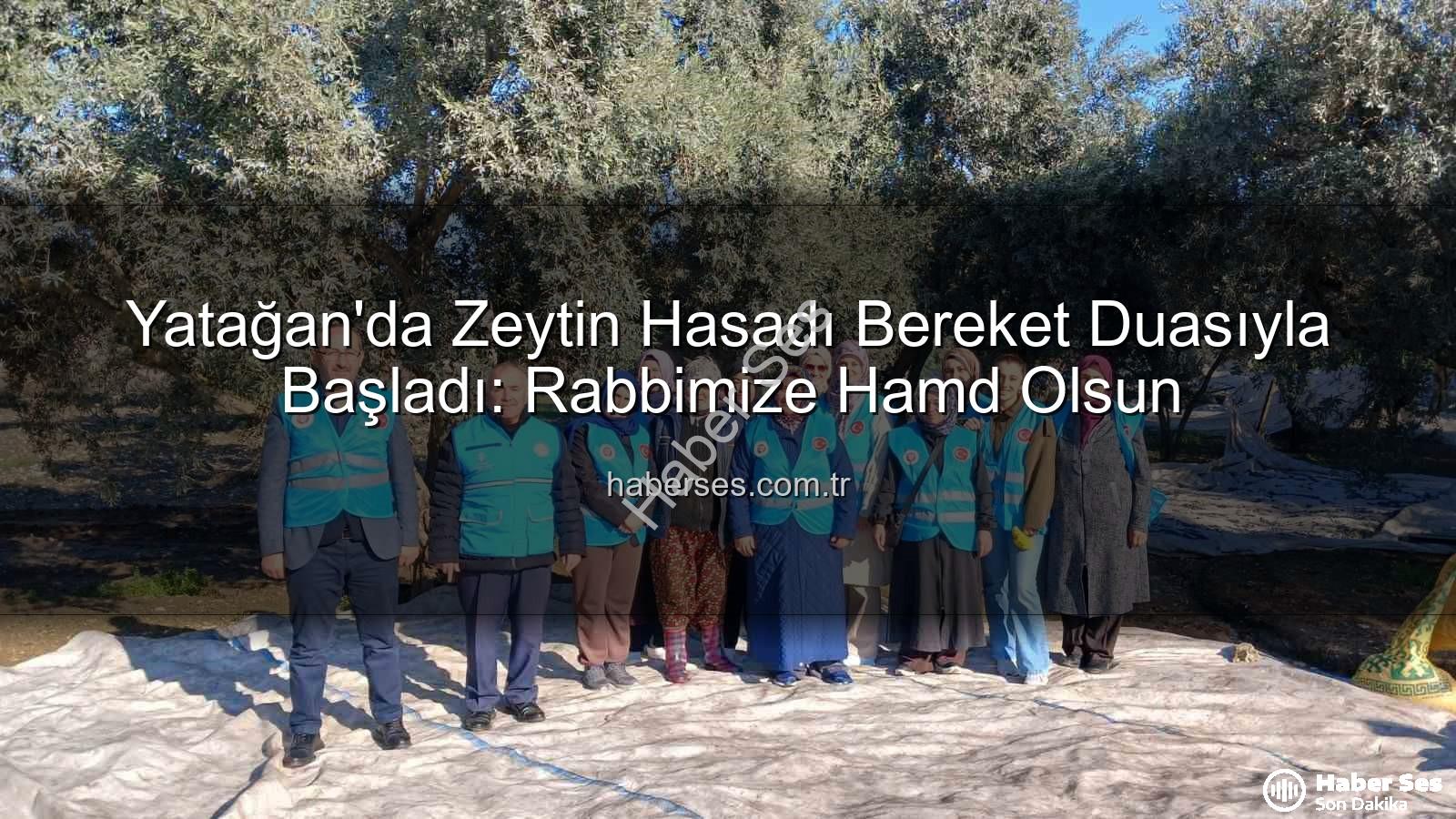 zeytin hasadı - Yatağan'da Zeytin Hasadı Bereket Duasıyla Başladı: Rabbimize Hamd Olsun