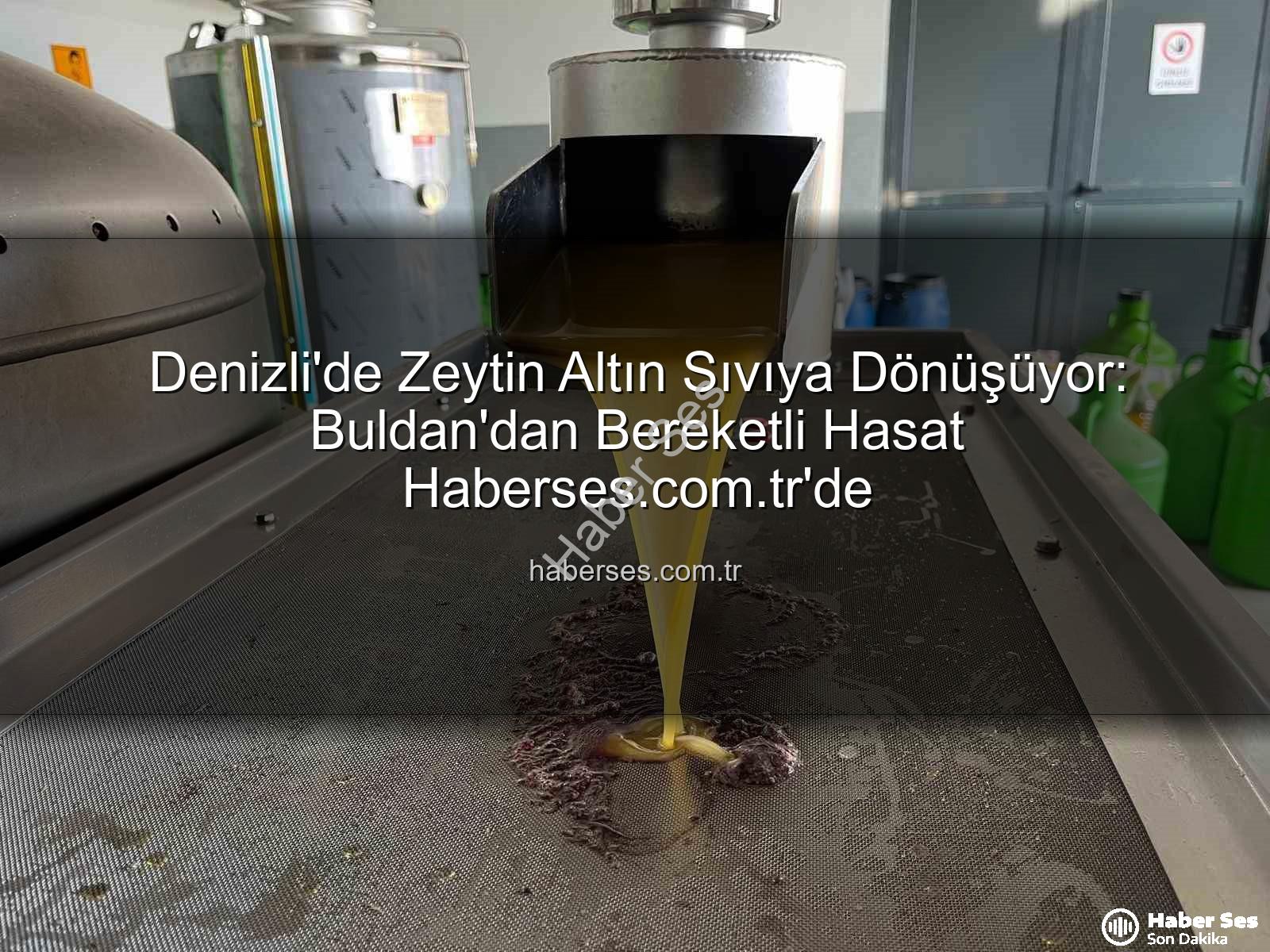 zeytinyağı üretimi - Denizli'de Zeytin Altın Sıvıya Dönüşüyor: Buldan'dan Bereketli Hasat Haberses.com.tr'de