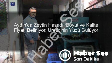 Aydın’da Zeytin Hasadı: Boyut ve Kalite Fiyatı Belirliyor, Üreticinin Yüzü Gülüyor