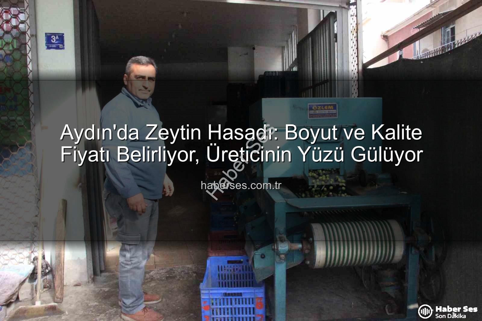 Aydın'da Zeytin Hasadı: Boyut ve Kalite Fiyatı Belirliyor, Üreticinin Yüzü Gülüyor