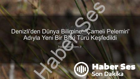 Denizli’den Dünya Bilimine: ‘Çameli Pelemiri’ Adıyla Yeni Bir Bitki Türü Keşfedildi