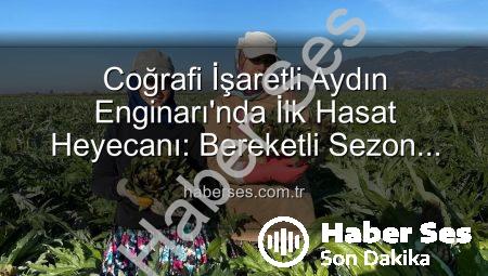 Coğrafi İşaretli Aydın Enginarı’nda İlk Hasat Heyecanı: Bereketli Sezon Başladı!