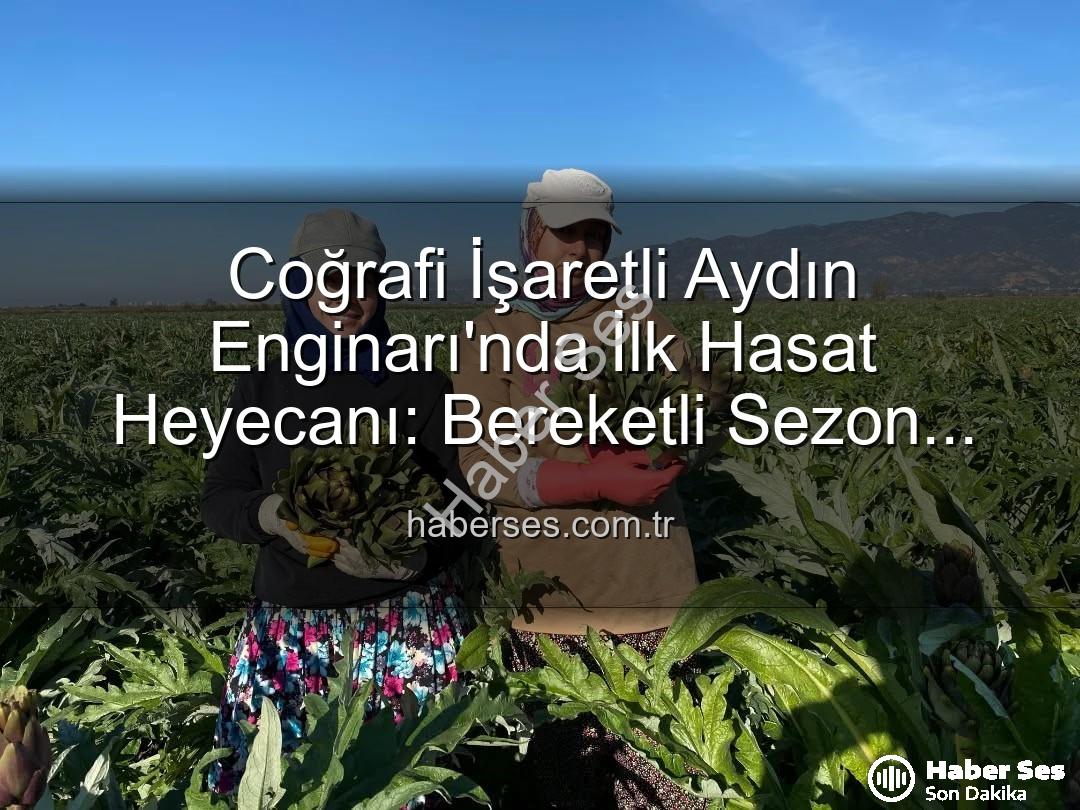 Aydın Enginarı - Coğrafi İşaretli Aydın Enginarı'nda İlk Hasat Heyecanı: Bereketli Sezon Başladı!