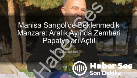 Sarıgöl’de Kış Ortasında Papatya Sürprizi: Zemheri Papatyaları Baharı Müjdeliyor Mu, Yoksa Uyarda mı Bulunuyor?