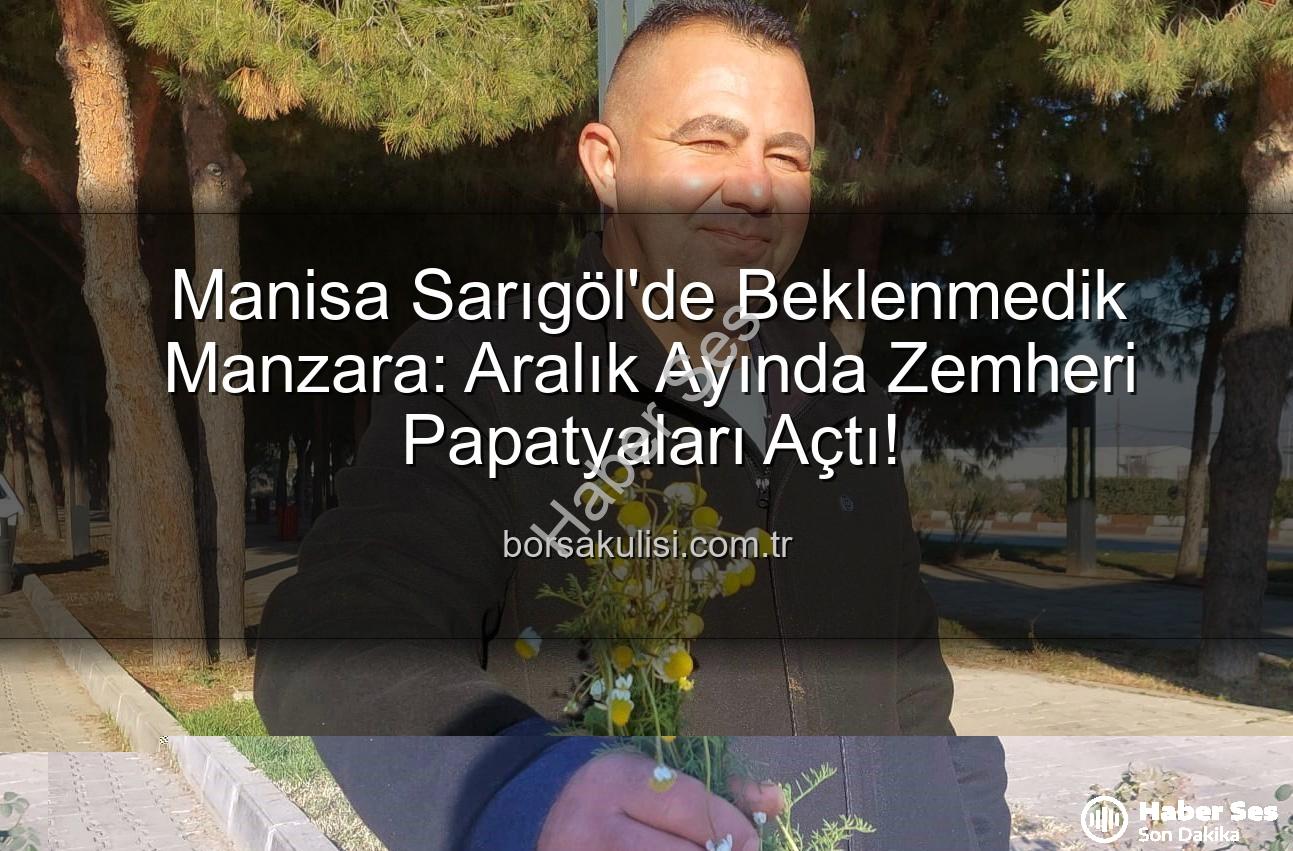 zemheri papatyaları - Sarıgöl'de Kış Ortasında Papatya Sürprizi: Zemheri Papatyaları Baharı Müjdeliyor Mu, Yoksa Uyarda mı Bulunuyor?