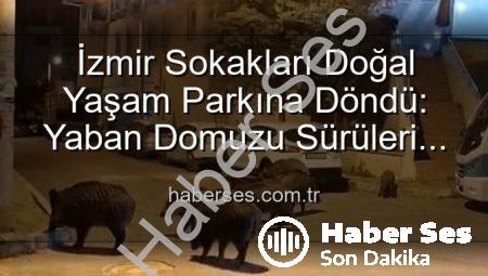 İzmir Sokakları Doğal Yaşam Parkına Döndü: Yaban Domuzu Sürüleri Şehirde Paniğe Yol Açıyor