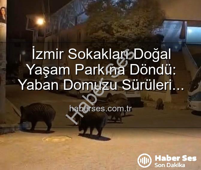 yaban domuzu - İzmir Sokakları Doğal Yaşam Parkına Döndü: Yaban Domuzu Sürüleri Şehirde Paniğe Yol Açıyor